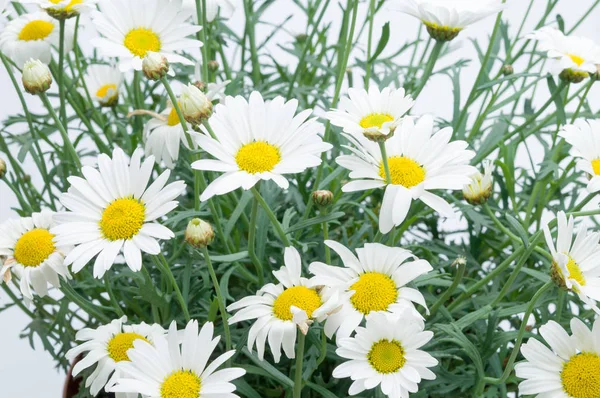 Квіти в пластикових горщиках над білим — стокове фото
