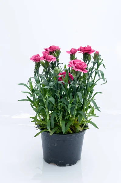 Flores em vasos de plástico sobre branco — Fotografia de Stock