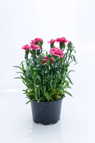 Flores em vasos de plástico sobre branco — Fotografia de Stock