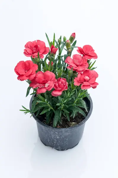 Flores em vasos de plástico sobre branco — Fotografia de Stock