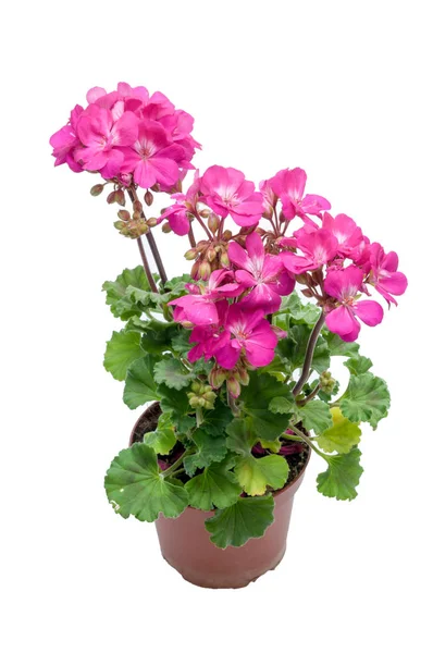 Bloemen in kunststof potten over Wit — Stockfoto