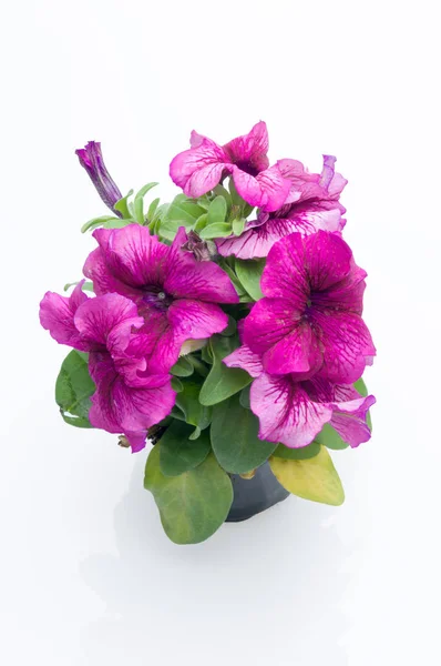 Flowers in plastic pots over white — Stock Photo, Image