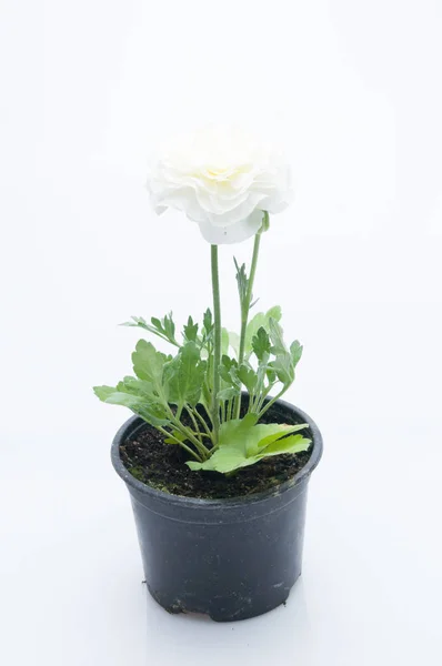 Flores en macetas de plástico sobre blanco —  Fotos de Stock