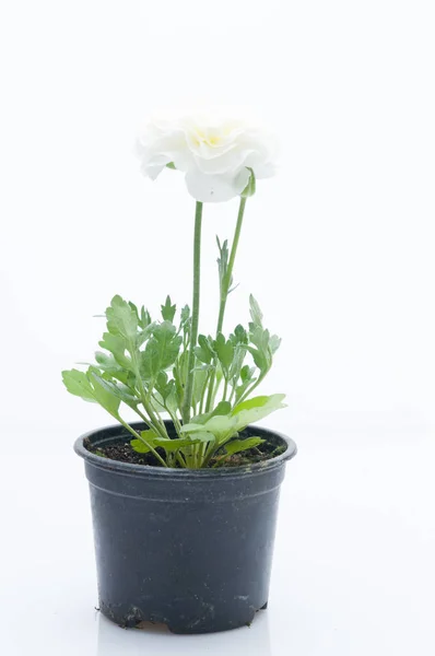 Flowers in plastic pots over white — Stock Photo, Image