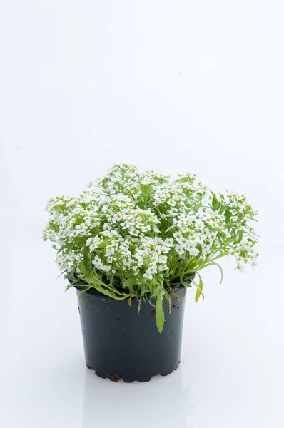 Blommor i plast krukor över vita — Stockfoto