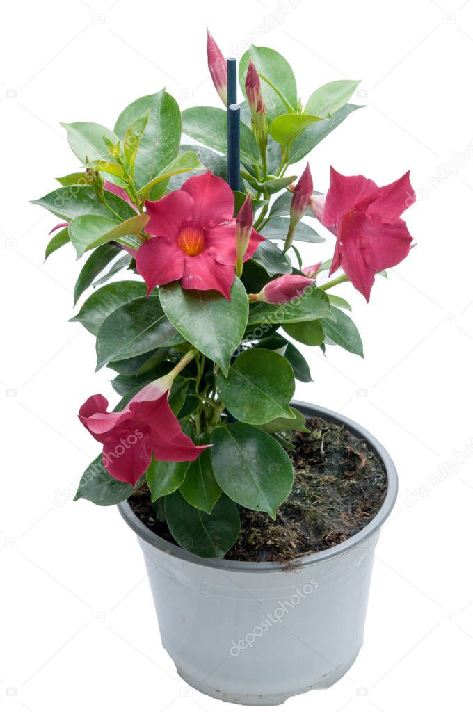 flowers in plastic pots over white