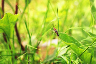 Asker böceği veya çim leatherwings