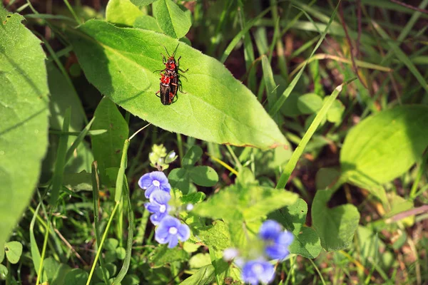 Böcekler böcekleri veya çim eşleştirme leatherwings asker — Stok fotoğraf