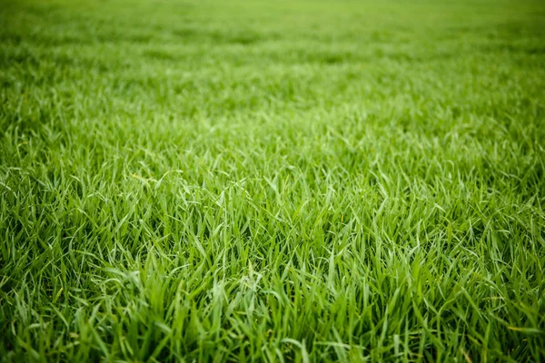 Tekstur rumput hijau alami dari lapangan, latar belakang rumput hijau — Stok Foto
