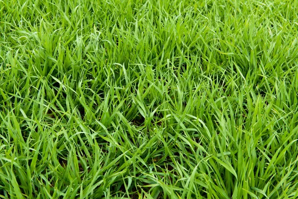 Tekstur rumput hijau alami dari lapangan, latar belakang rumput hijau — Stok Foto