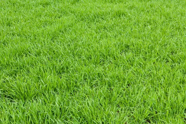 Textura de grama verde natural de um campo, fundo de grama verde — Fotografia de Stock