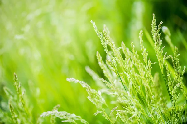 Hijau rumput latar belakang abstrak, rumput dengan sinar matahari — Stok Foto