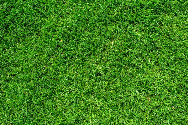Tekstur rumput hijau alami, tampilan atas rumput — Stok Foto