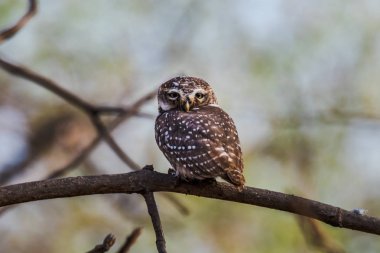 Benekli owlet tünemiş ve izlerken