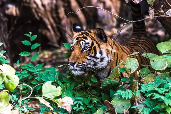 Royal Bengal Tiger (T-24 Ustaad)