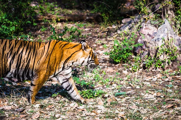 Tigre real de Bengala (T-24 Ustaad ) —  Fotos de Stock