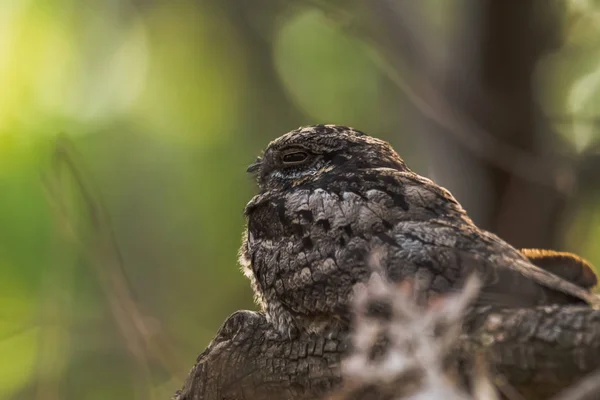 Nightjar perched at Gir Forest — Stock Photo, Image