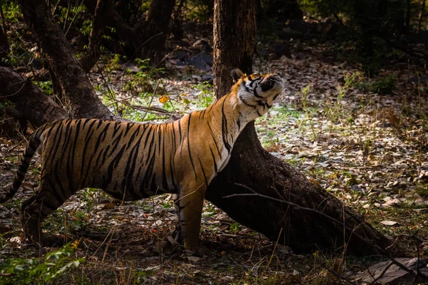 Royal Bengal Tiger (T-24 Ustaad) — Stock Photo, Image