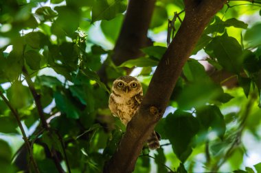 Benekli Owlet tünemiş