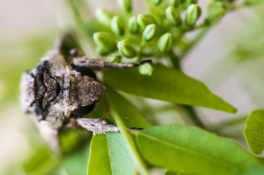 Büyük gri dinlenme güve