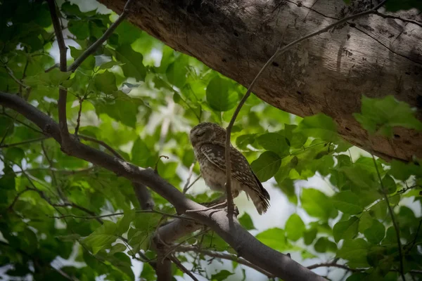 Benekli Owlet tünemiş — Stok fotoğraf