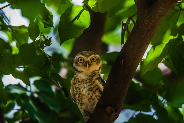 더럽혀진된 Owlet 자리 잡고 — 스톡 사진