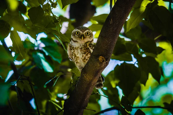 Spotted Owlet perched — Stock Photo, Image