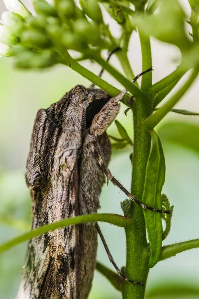 Grande falena grigia a riposo — Foto Stock