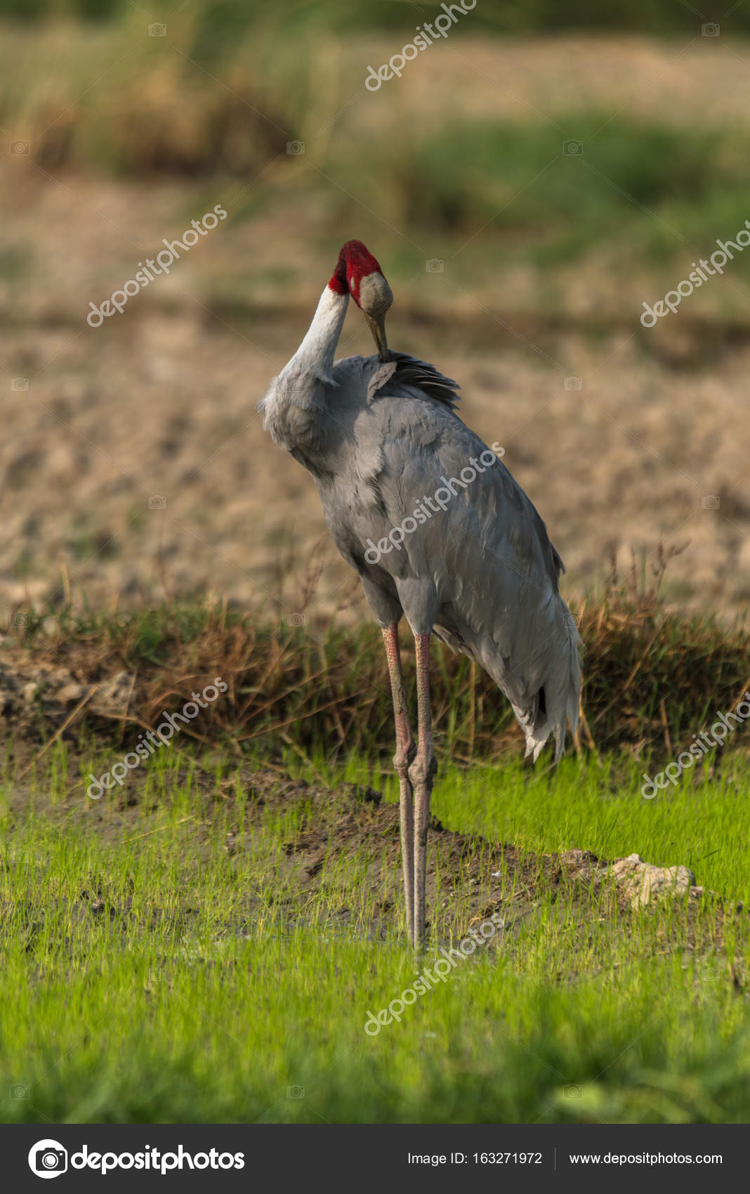Oiseaux En Vol Plus Longs Grue Antigone Photographie