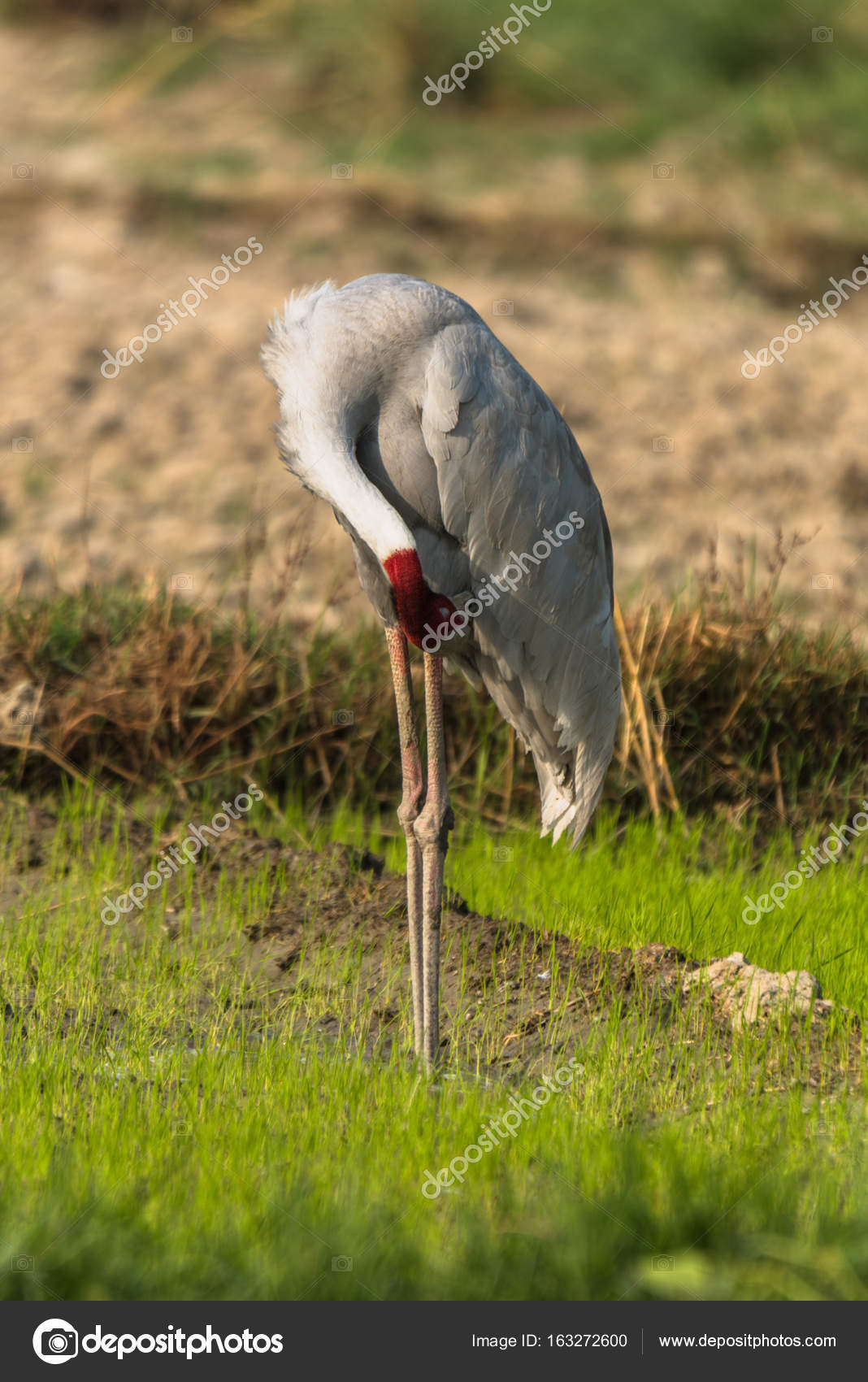 Oiseaux En Vol Plus Longs Grue Antigone Photographie