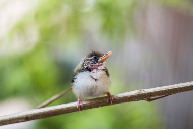 Juvenil ortak Tailorbird