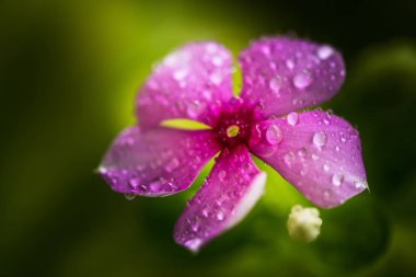 Damla deniz salyangozu veya Vinca Minor