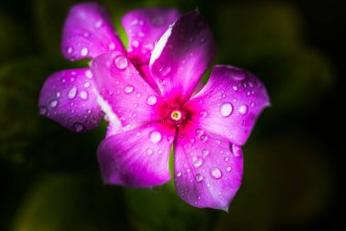 Deniz salyangozu veya Vinca Minor