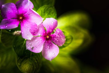 Taze doğal salyangozu (Vinca minor) üzerinde bir yaz çiçeği sonra ağır yağmur damlaları
