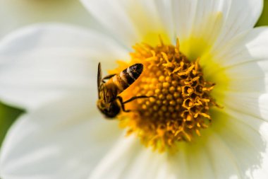 Yıldızçiçekleri arı ile