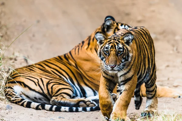 Tigress Noor com filhote — Fotografia de Stock