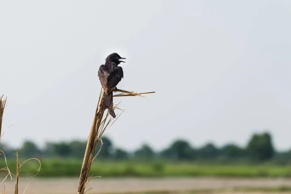 Fourche à queue noire Drongo — Photo
