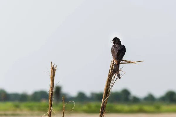 Πιρούνι ουρά μαύρο Drongo — Φωτογραφία Αρχείου