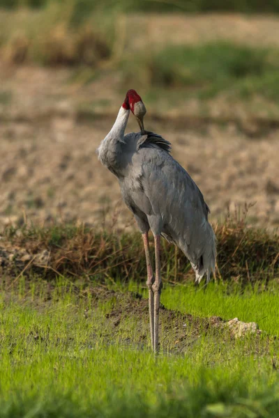 Sarus Crane longest flying birds