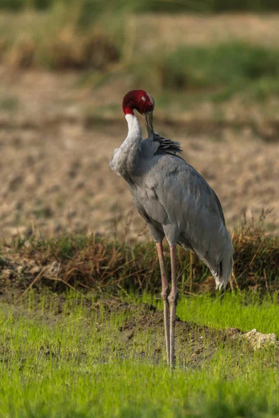 Sarus Crane longest flying birds