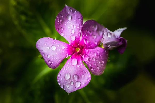 Gotas de lluvia sobre Periwinkle o Vinca Menor — Foto de Stock