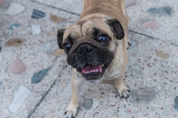 Cachorro perro — Foto de Stock