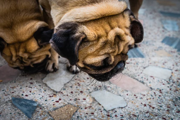 Dvojice Pug Dogs — Stock fotografie