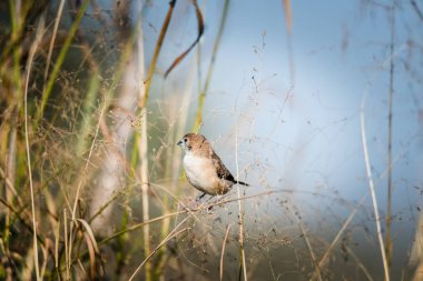 Hint gümüşü gagası yemek toplamak için tünemiş. 