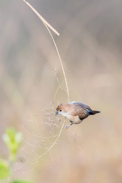 Silverbill indio recogiendo alimentos — Foto de Stock