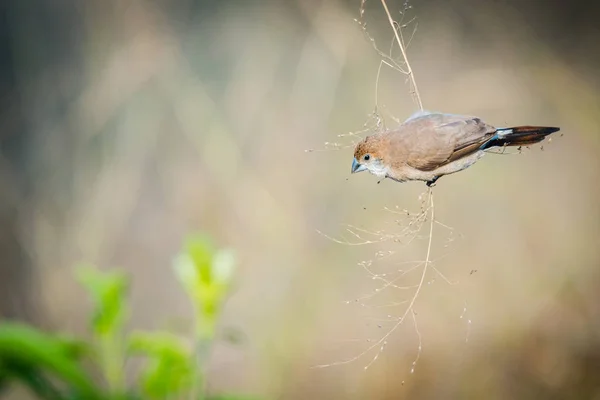 Silverbill indio recogiendo alimentos — Foto de Stock