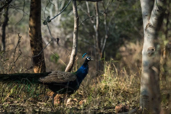 Colourful Indian feafowl — 스톡 사진
