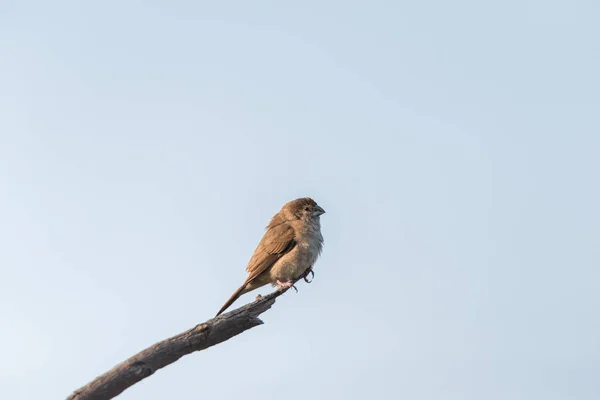 Silverbill indio posado en una rama —  Fotos de Stock