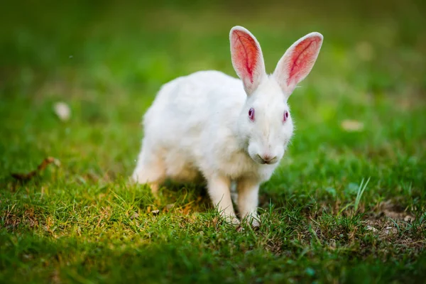 Vita kaninen väntar — Stockfoto