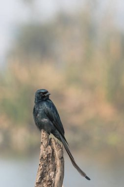 Siyah drogo, Dicrurus Macrocercus ahşap bir stokta oturan güzel bir kuş.